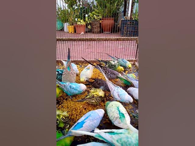 Video thumbnail for Cutest Birds & Pets Ever! U S #animals #birds #cute #funny #viralshorts #usa #love #funnyvideo