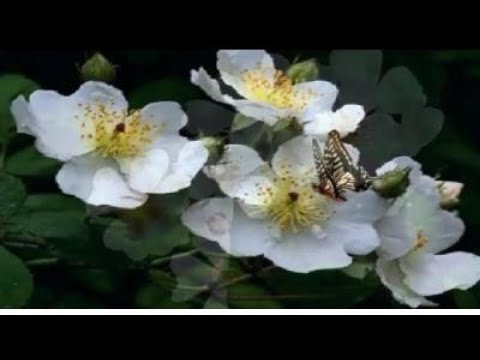 Video thumbnail for s4