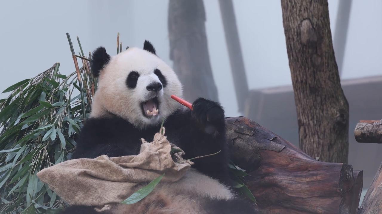 Video thumbnail for China: CHONGQING ZOO GIANT PANDAS 2.