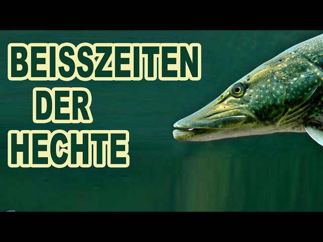 Video thumbnail for Beißzeiten der Hechte nach Jahreszeiten