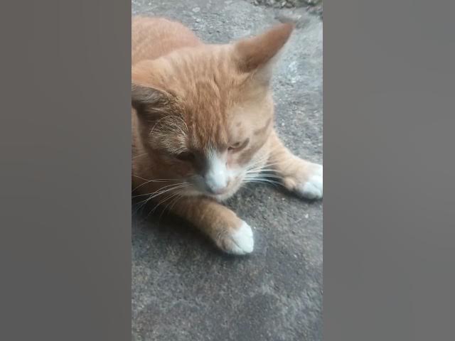 Video thumbnail for El Jerónimo 🐈😺