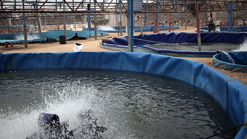 Video thumbnail for Freshwater fish scarcity drives aquaculture in the Republic of Congo