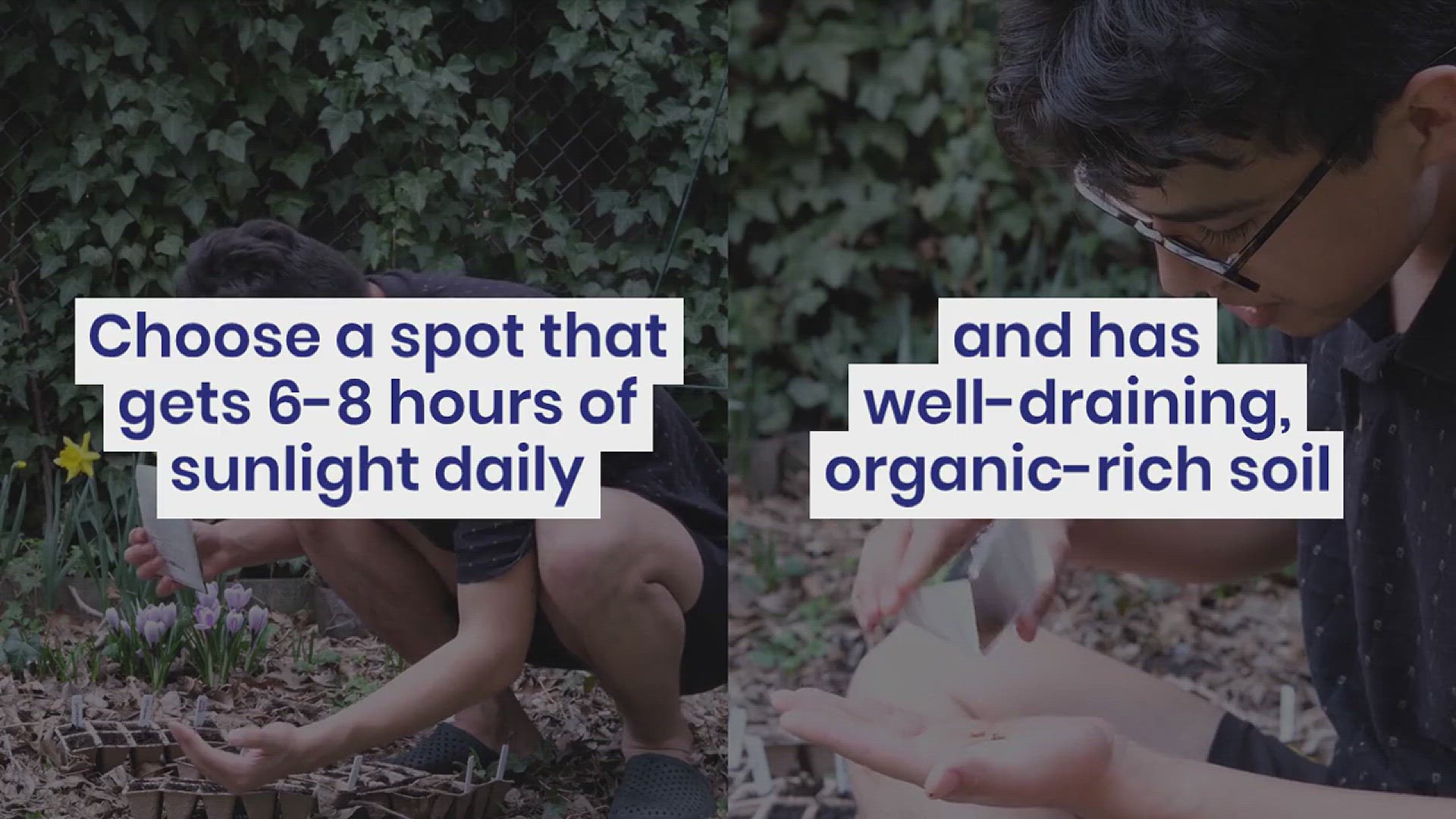 'Video thumbnail for Tips for Growing Jicama in the Garden'