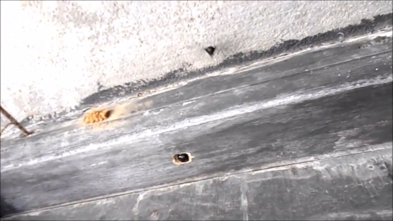 'Video thumbnail for WASP AND BEES.'