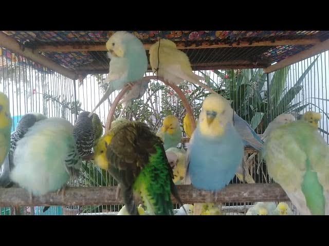 Video thumbnail for Budgie Feather Details Youโve Never Seen ๐๐ชถ