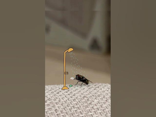 Video thumbnail for Hygienic fly #cdrama #hollywood #viral