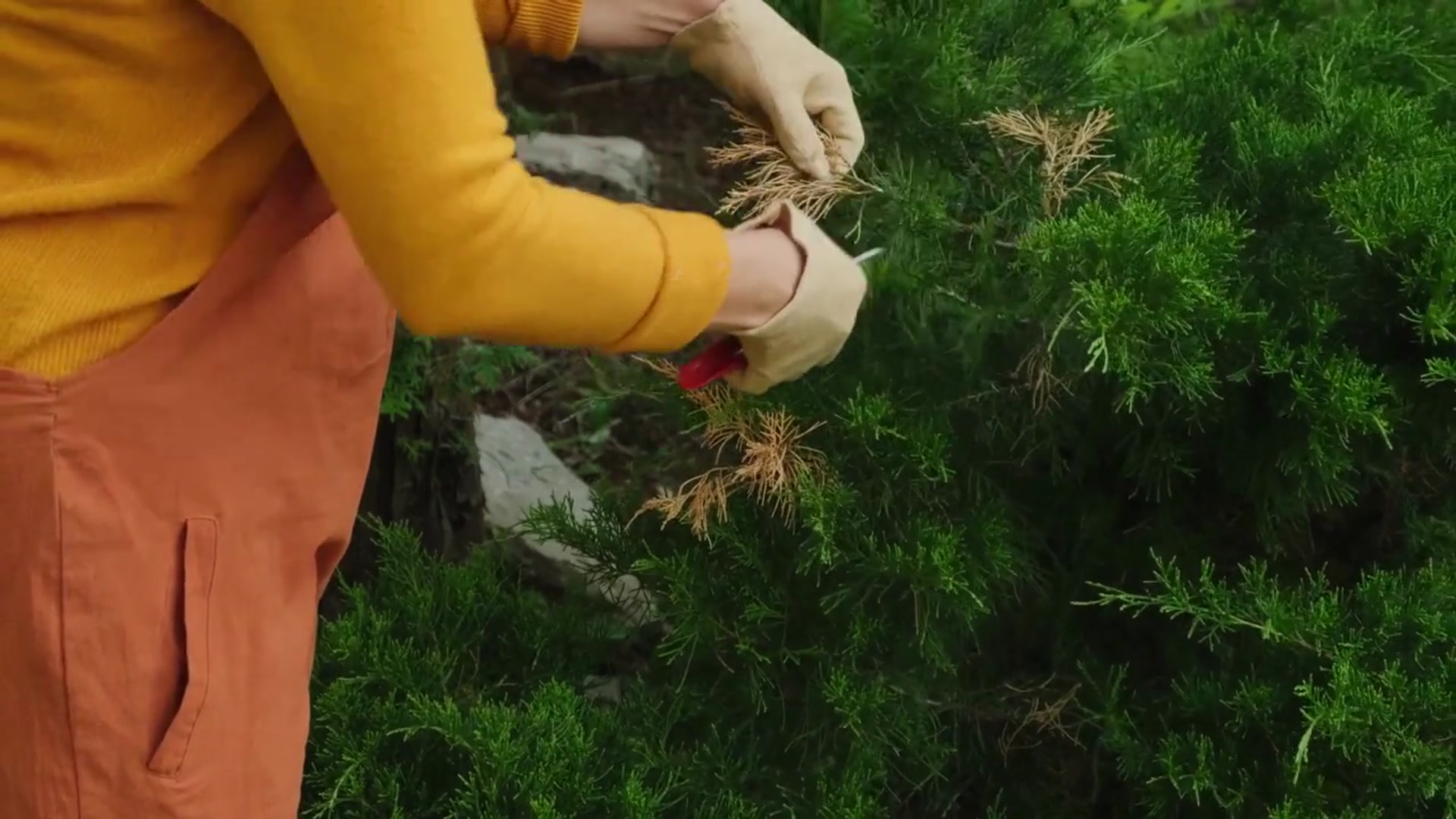 Video thumbnail for Succulent Care Guide