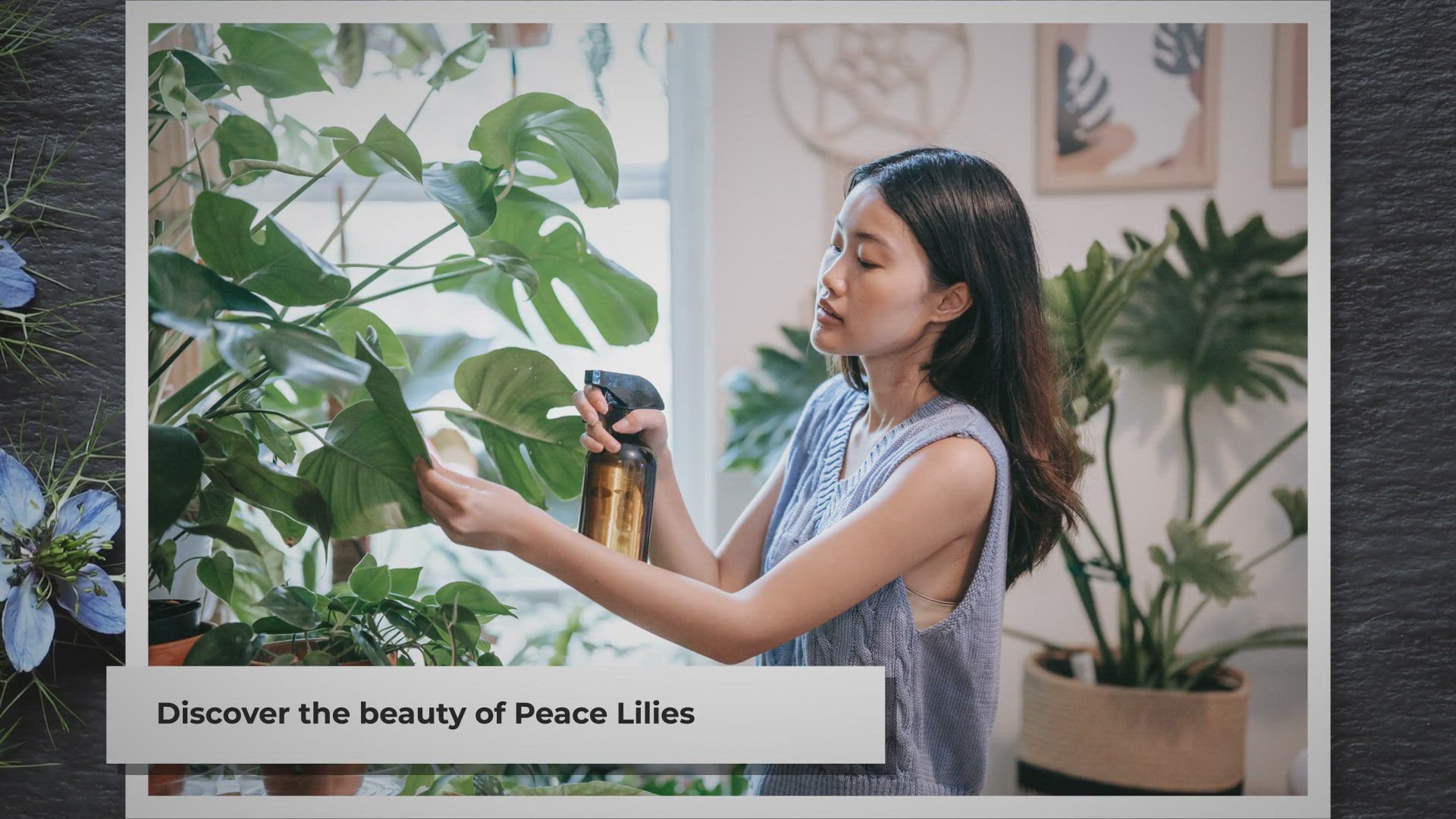 Video thumbnail for Peace Lily Care Guide: Tips for Healthy Indoor Plants