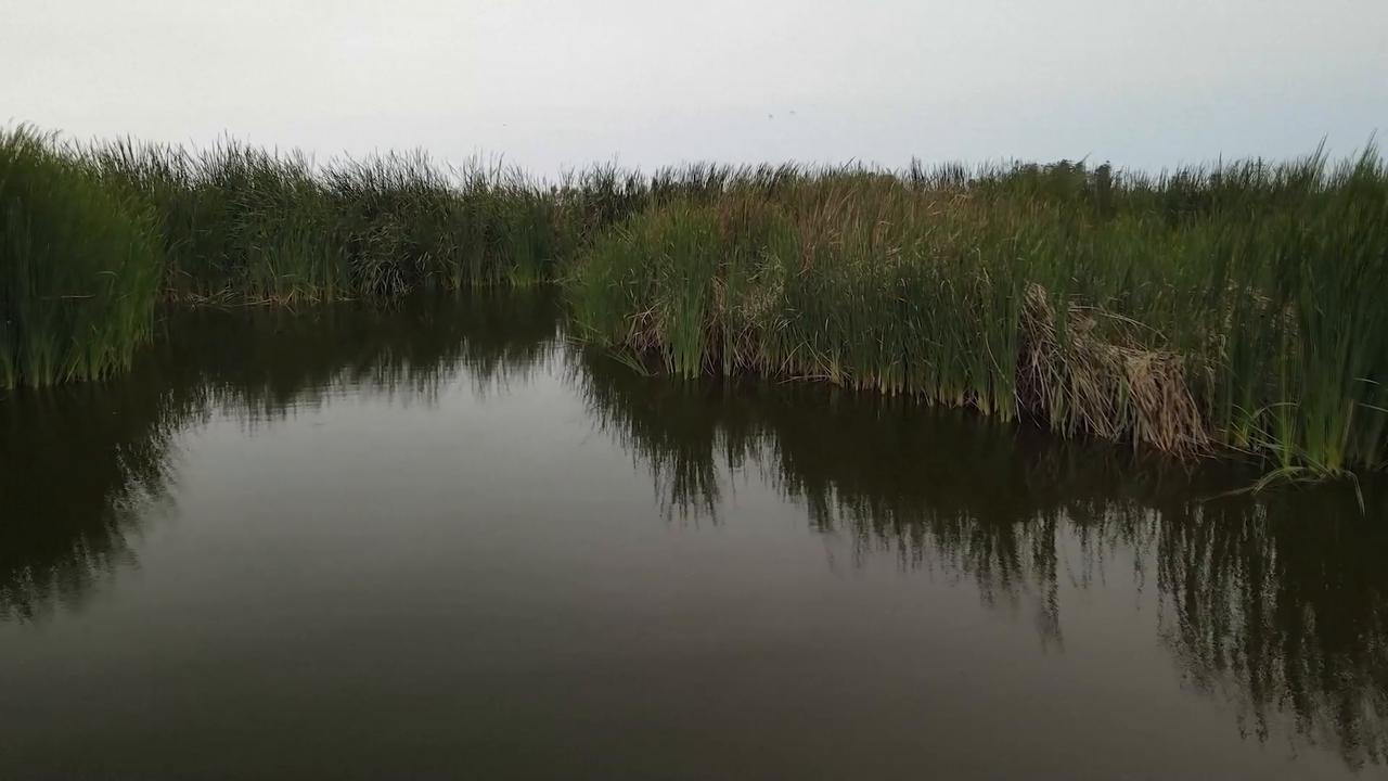 Video thumbnail for Peru: Strong El Nino threatens vulnerable wetland wildlife in Peru.