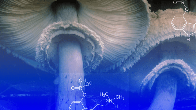 'Video thumbnail for 3 experts reveal how psychedelics can expand the walls of perception'
