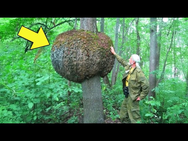 Video thumbnail for Mom Disappeared Mysteriously — 2 Years Later, Hiker Spots Lumps On Tree