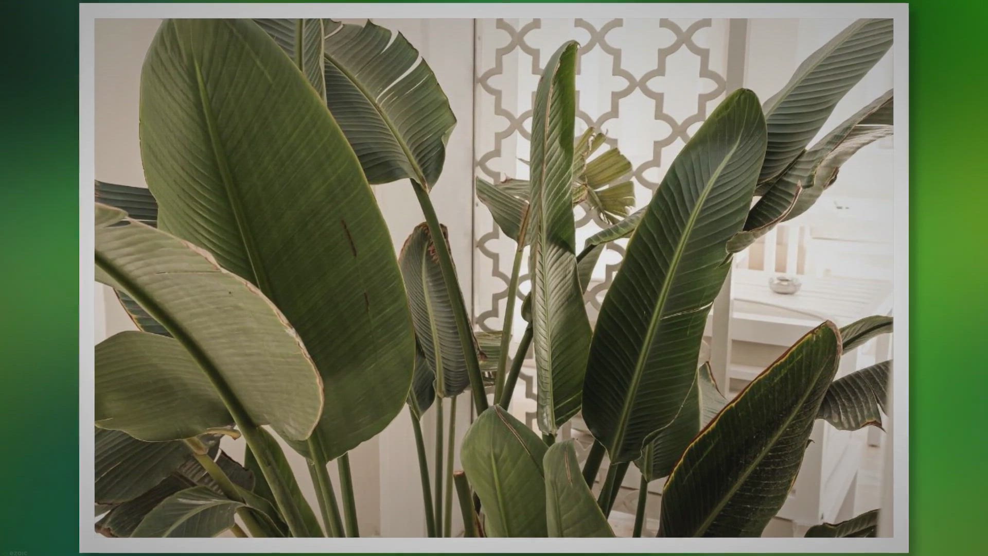 'Video thumbnail for How to Take the Best Care of Your Indoor Banana Plants'