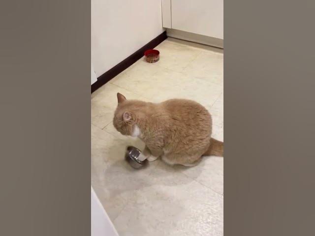 Video thumbnail for funny cat videos try not to laugh #shorts