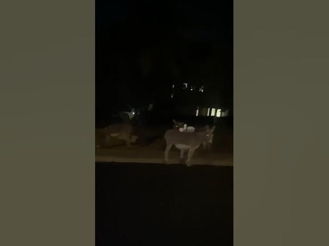 Video thumbnail for DONKEYS IN LA ?