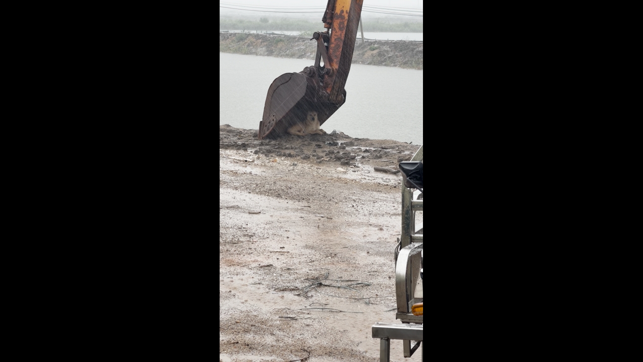 Video thumbnail for Dog Takes Shelter Under Excavator Bucket During Heavy Rain in Guangdong