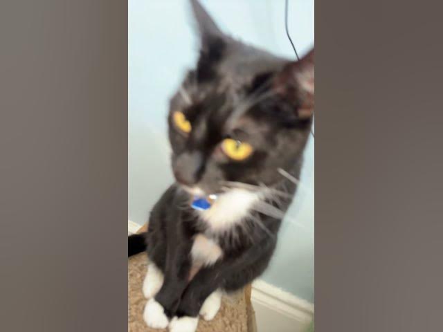 Video thumbnail for Who loves Freddie ❤️#cat#cute#fyp#subscribe