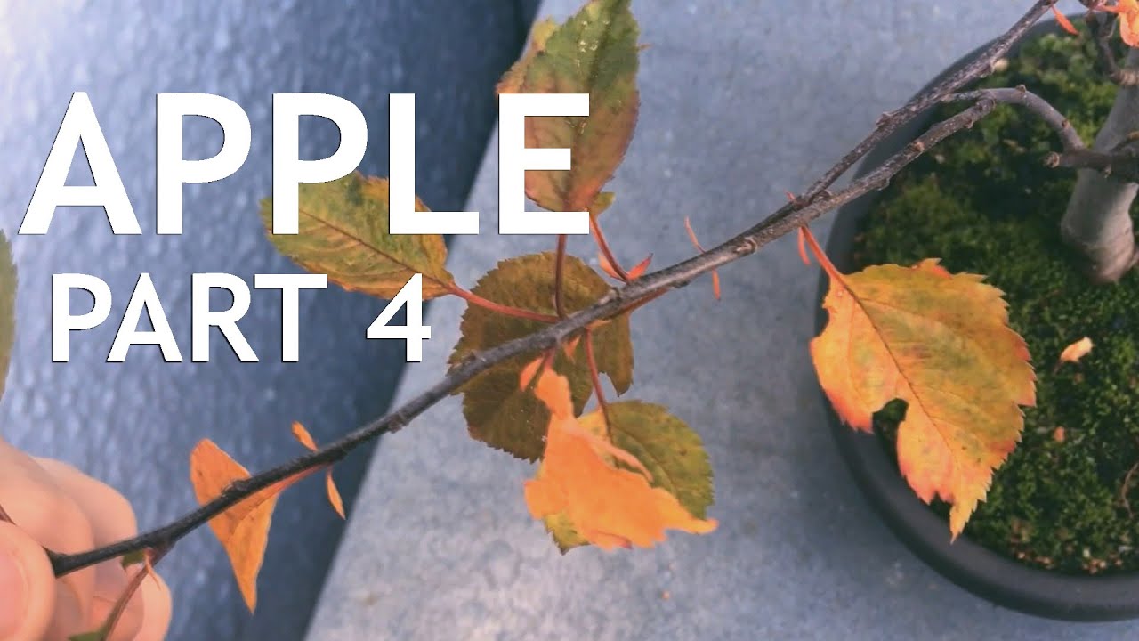 Video thumbnail for Apple Bonsai, from Seed, 4
