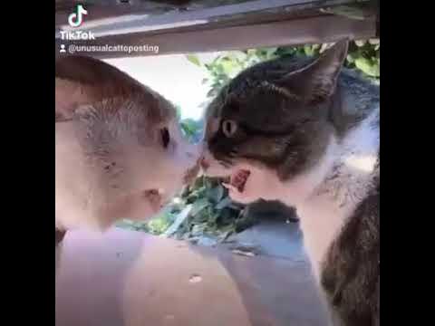 Video thumbnail for اصوات قطط #شريرة تخوف الاطفال للنوم اصوات قطط شريرة #تتخانق