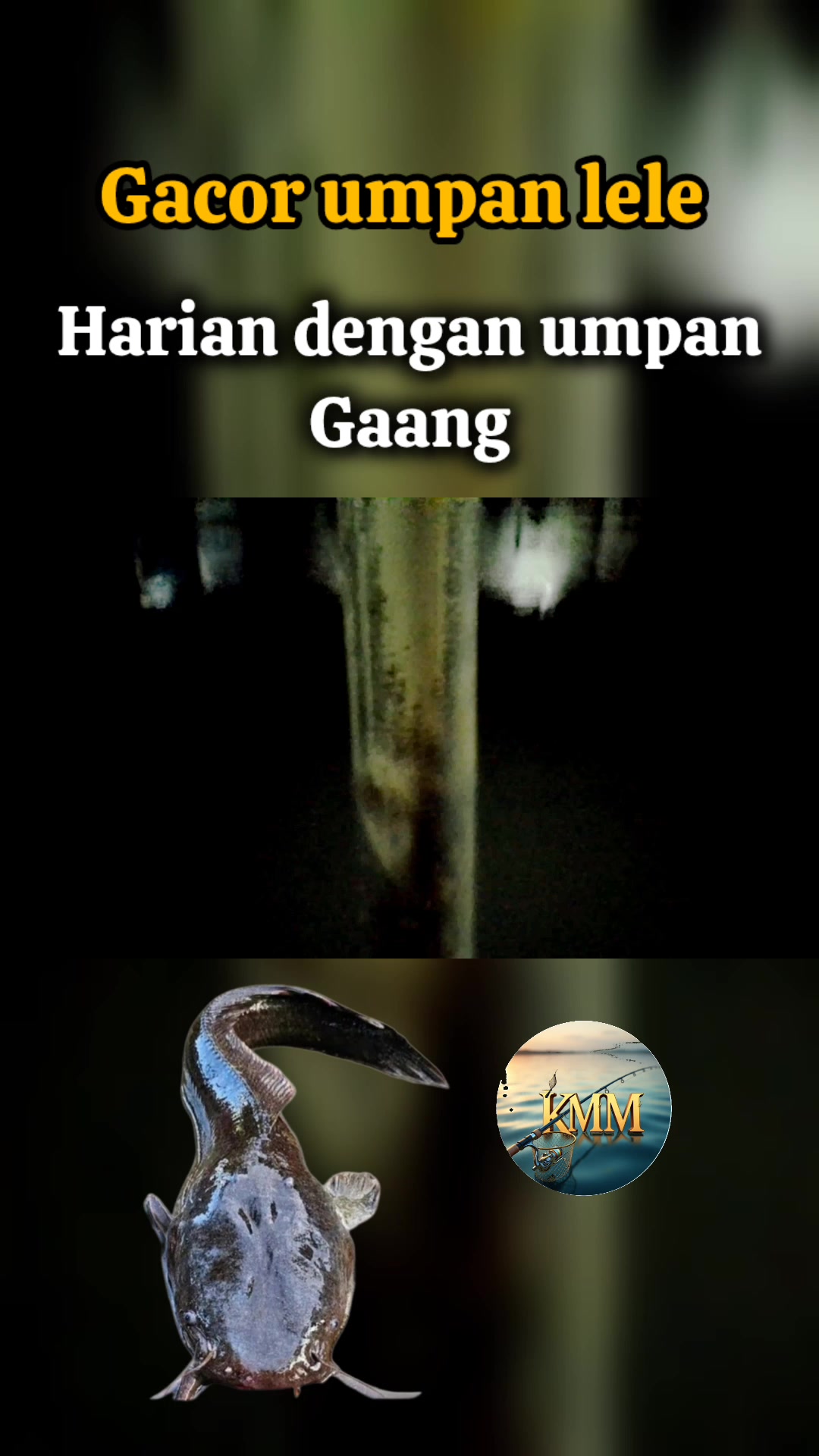 Video thumbnail for Memancing ikan lele gacor