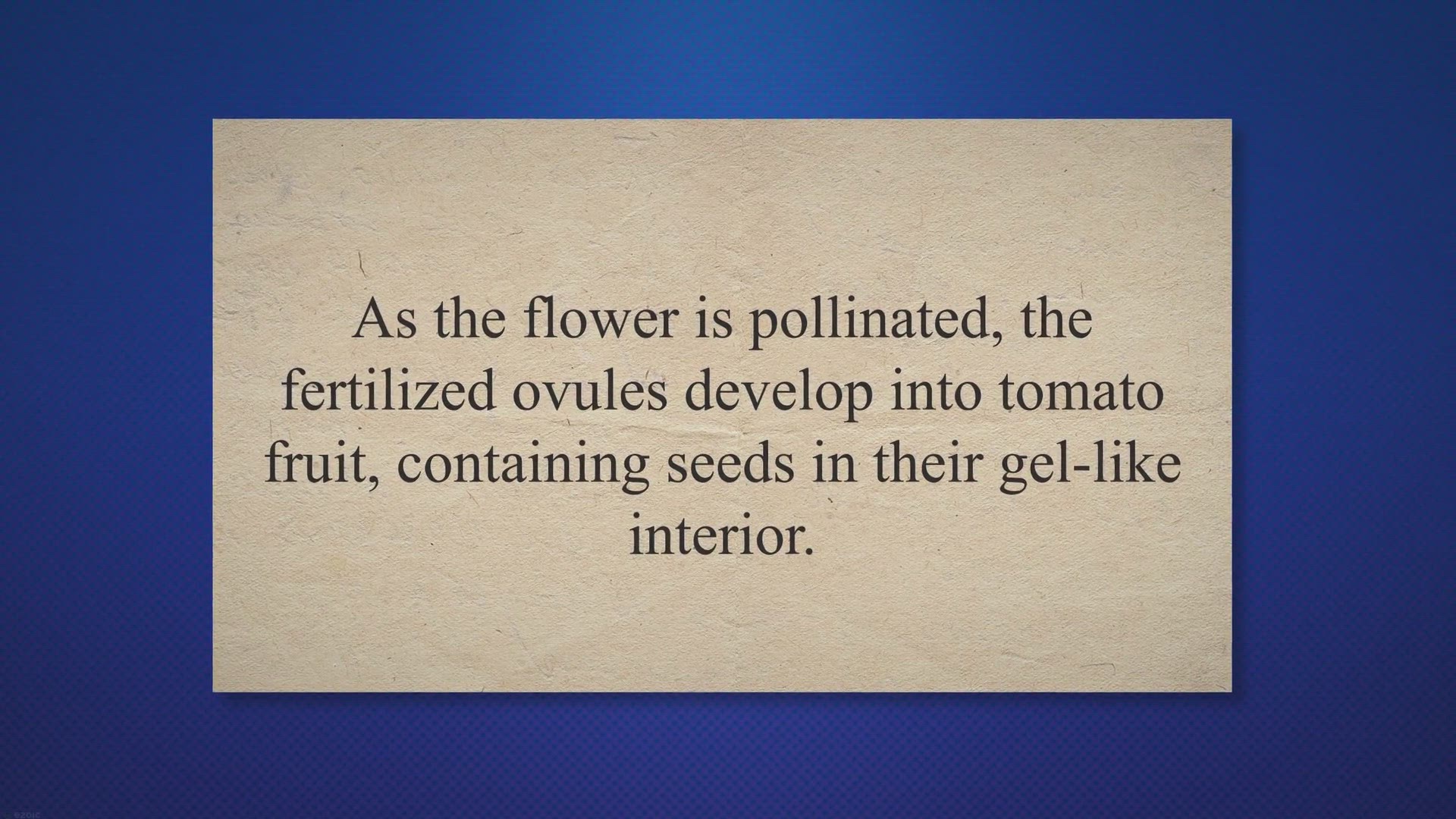 Video thumbnail for What Part of a Tomato Plant Produces Seeds And Fruit