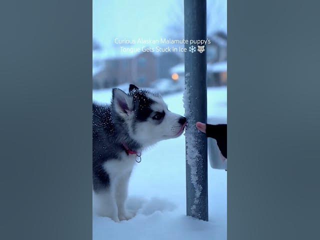 Video thumbnail for Curious Alaskan Malamute’s Tongue Gets Stuck in Ice ❄️🐺 #dog #shorts