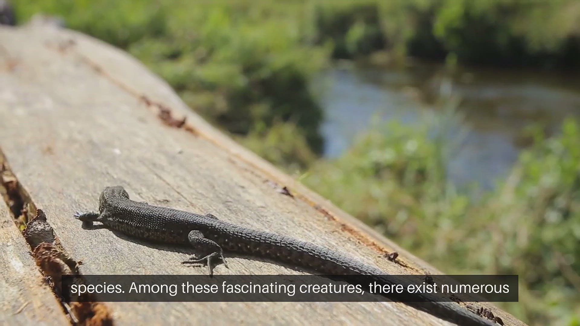 Video thumbnail for Unique Reptile Species