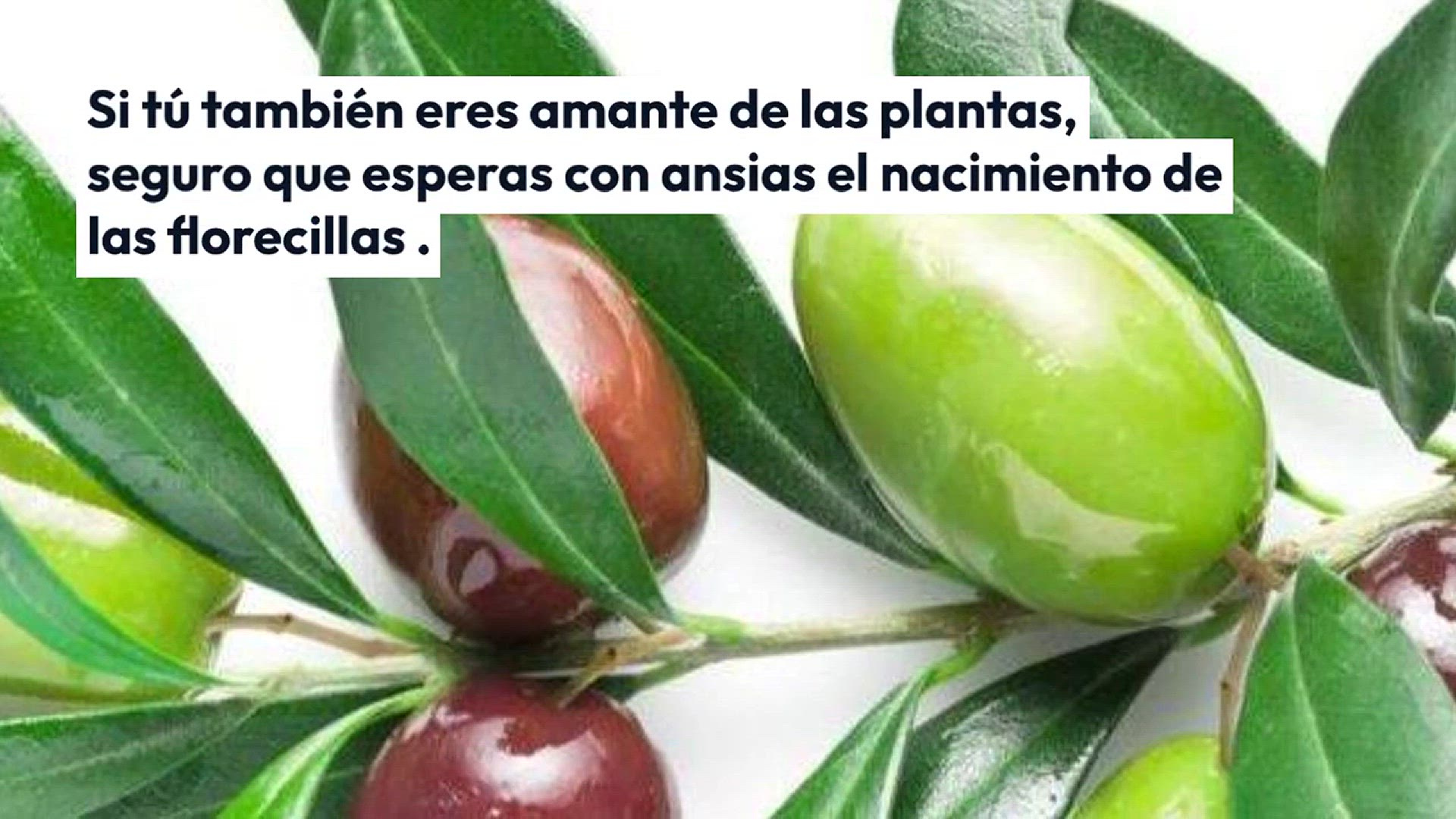 Video thumbnail for Con una pizca de esto florece instantáneamente cualquier flor que tengas en casa