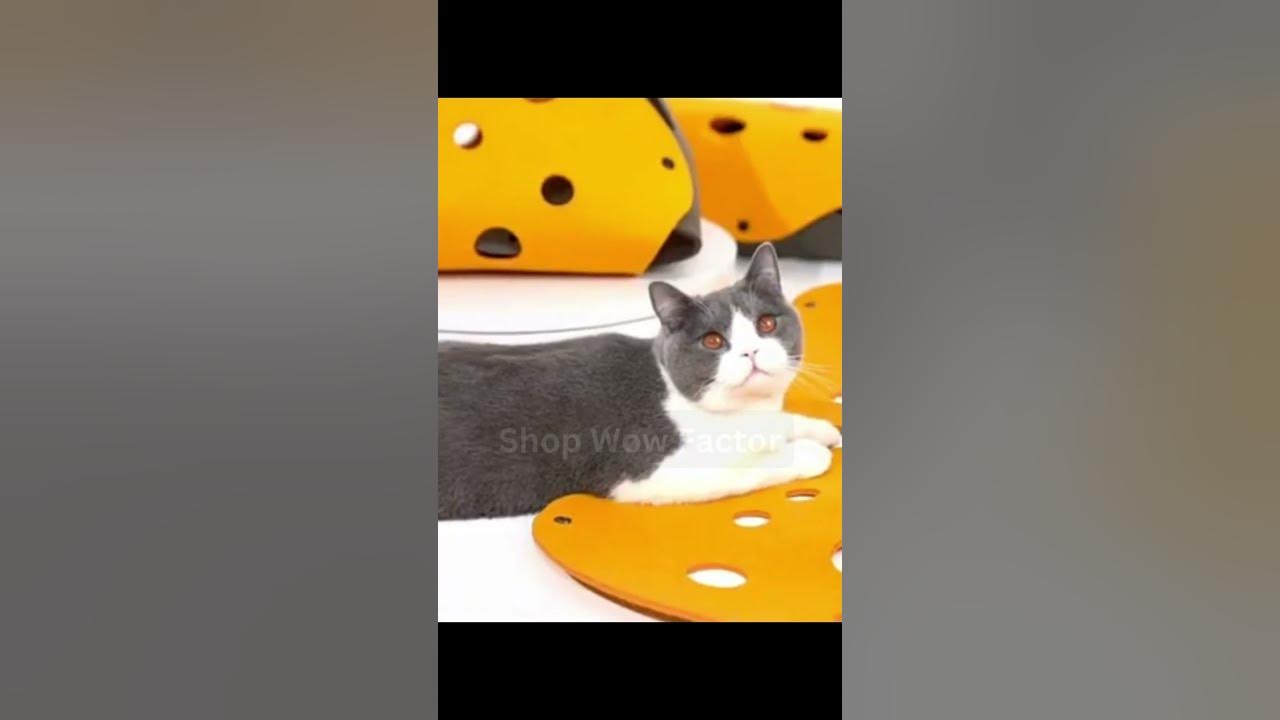 Video thumbnail for 🐱🕳️ Cat Felt Tunnel Combination Toy 🕳️🐱 || Link is in Description || #cat #toys #viral #shorts