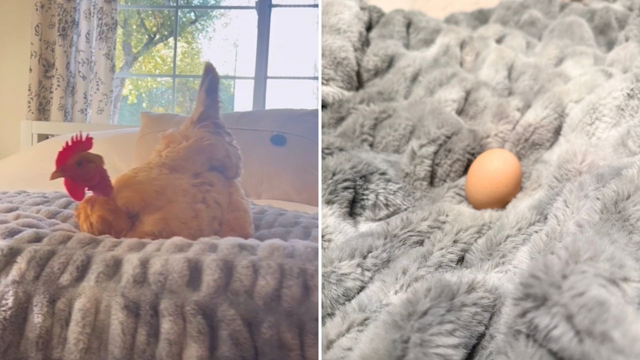 Video thumbnail for Family Who Found Eggs In Son's Bed Discover Hen's Secret Escape Missions