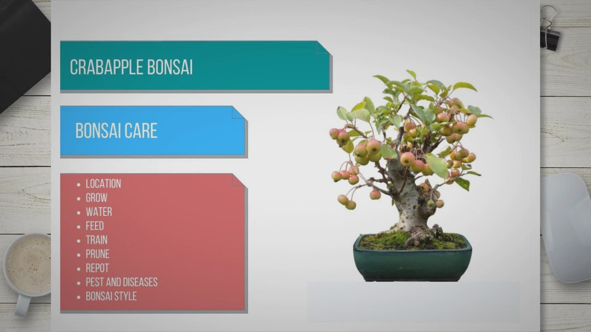 Video thumbnail for Crab apple bonsai care