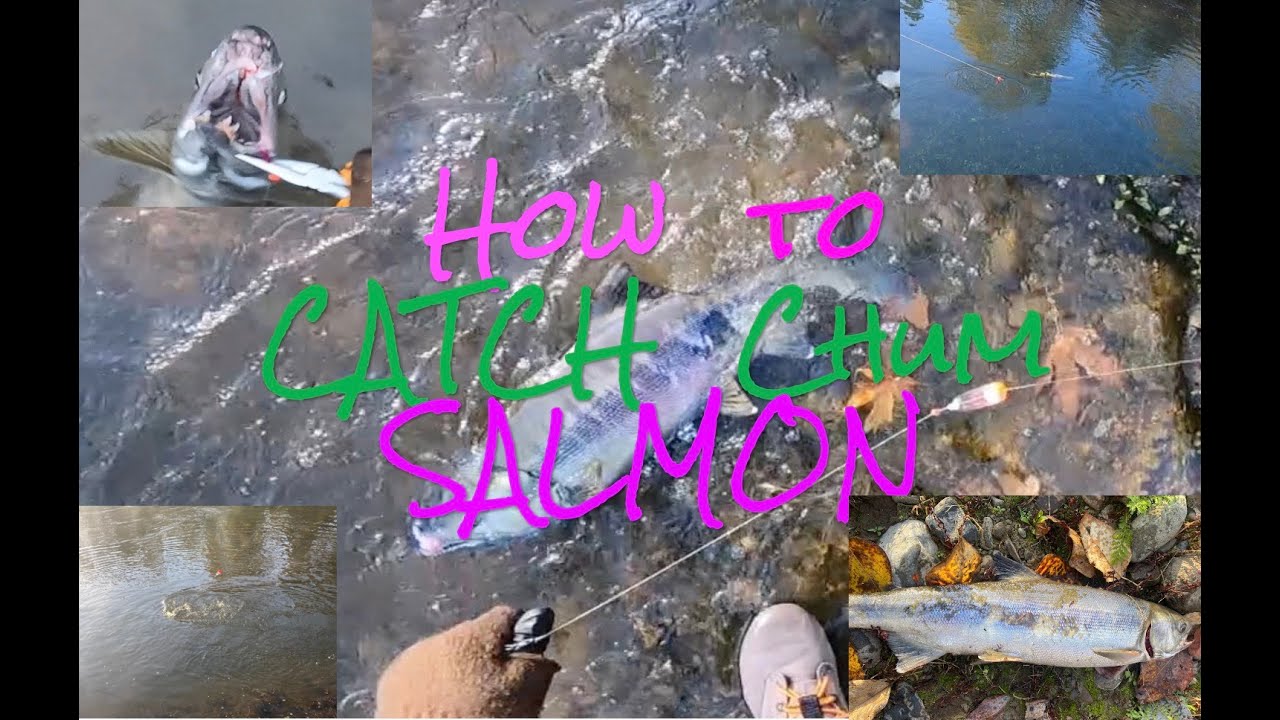 Video thumbnail for How To CATCH Chum SALMON