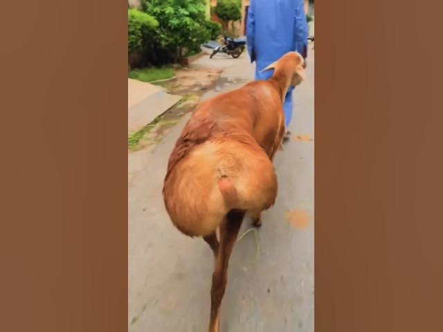 Video thumbnail for dedicated to x #love #pakistan #goat