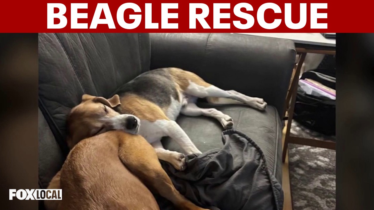 Video thumbnail for Rescued beagles from research lab look for new homes on Long Island