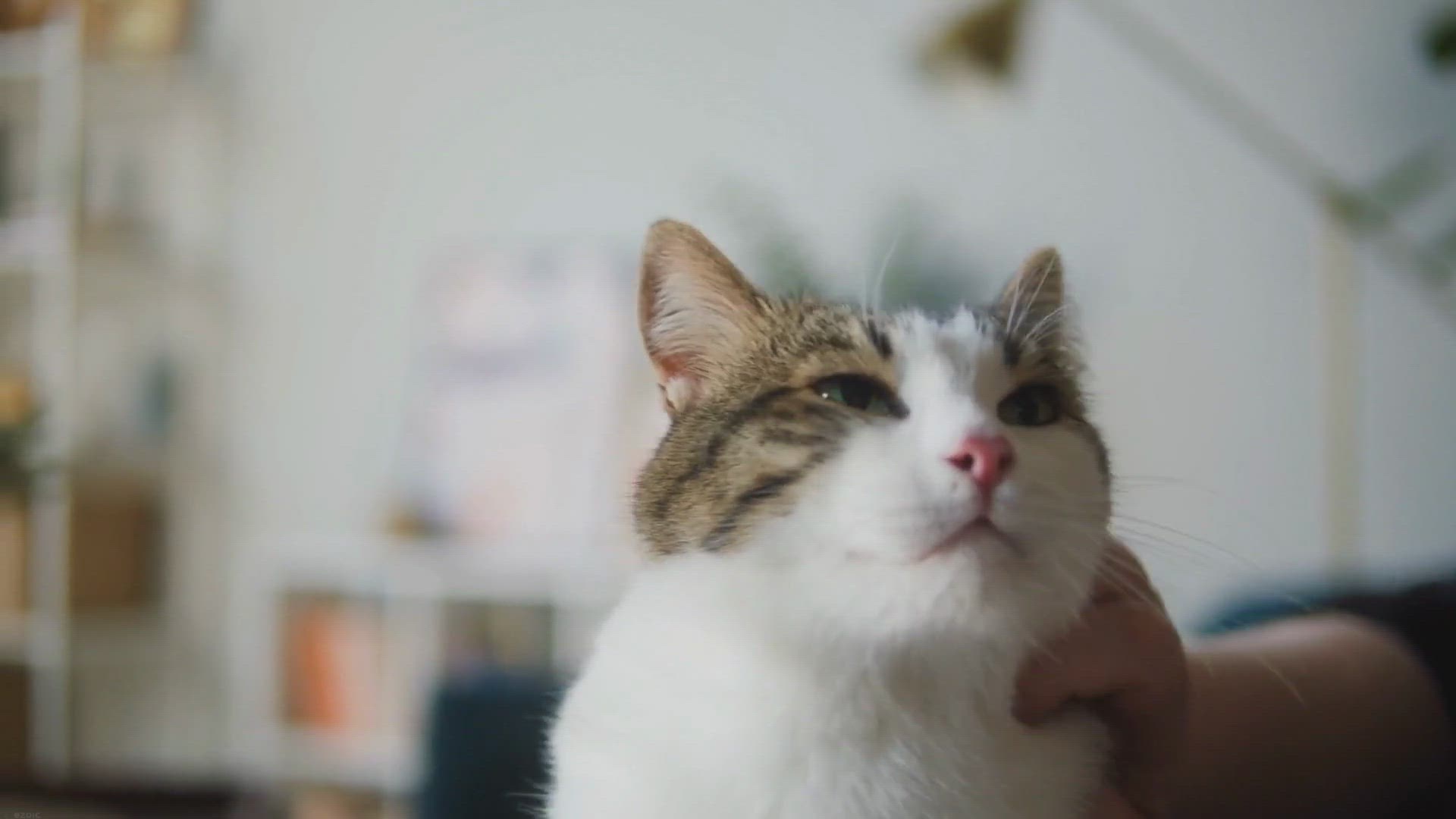 Video thumbnail for How To Care For Long-Haired Ragdolls