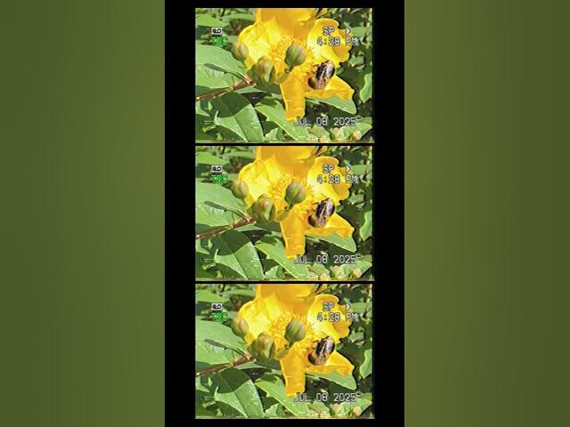 Video thumbnail for Outdoor Practice...Composing