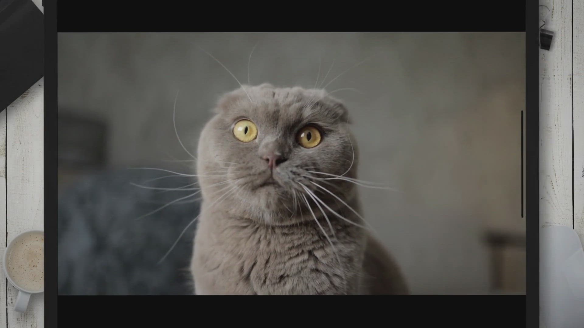 'Video thumbnail for Why Does My Cat Cry in The Bathroom?'