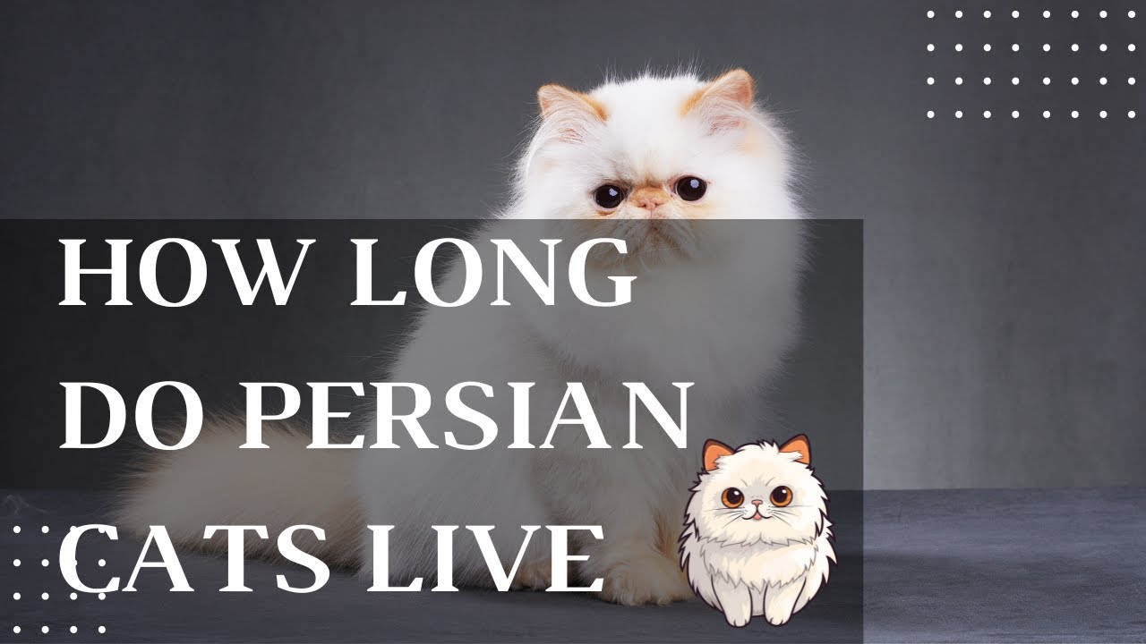 Video thumbnail for How Long Do Persian Cats Live