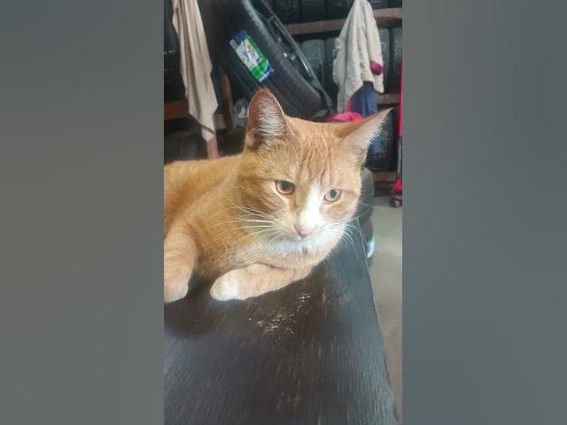 Video thumbnail for El Jerónimo trabajando