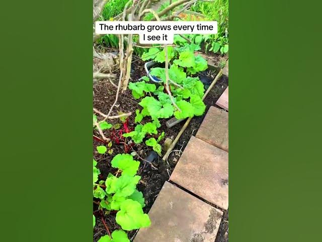Video thumbnail for Rhubarb Growing Fast | How to Get Strong Healthy Growth and Bigger Harvests