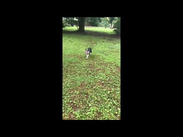 Video thumbnail for Daisy the Frisbee Dog