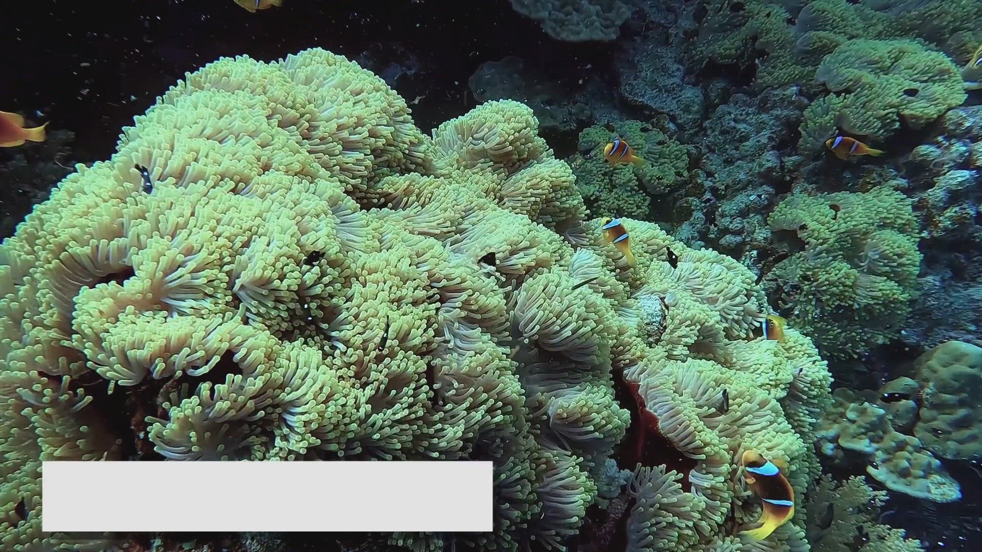 Video thumbnail for Fish for Reef Tanks: Coexisting with Coral and Invertebrates