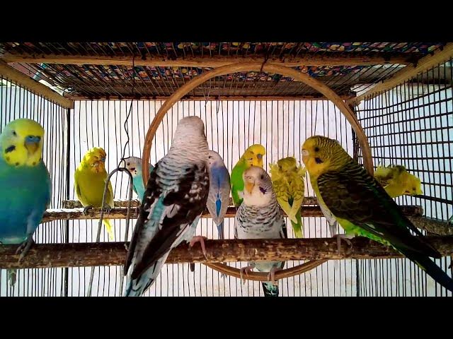 Video thumbnail for 😍 Periquitos Encantadores – Um Espetáculo de Plumas 10 Min