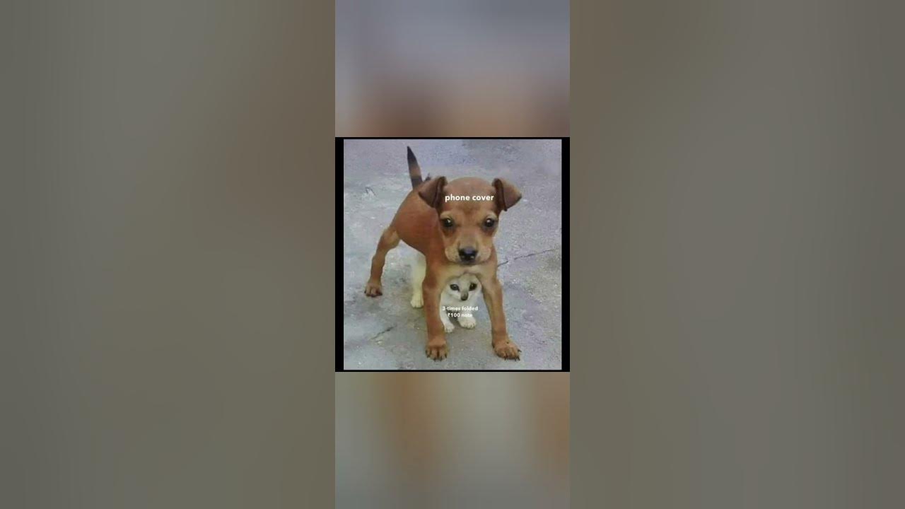 'Video thumbnail for funny memes that will make you laugh #505 || legend memes ||  funny relatable memes 😂 #clean #shorts'