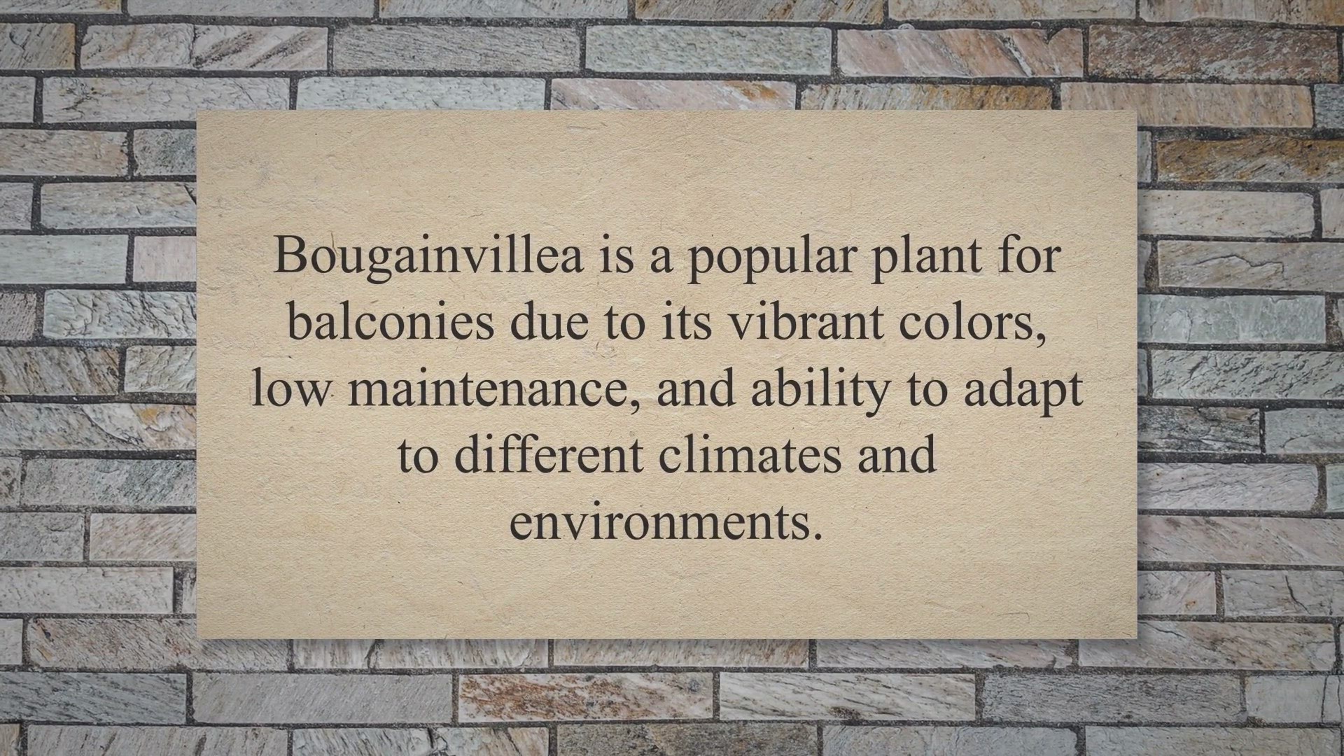 Video thumbnail for Bougainvillea: The Perfect Balcony Plant!