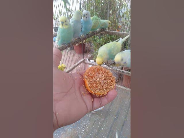 Video thumbnail for 🦜 “Som natural dos periquitos — veja o vídeo completo de 2h na bio 🕊️”