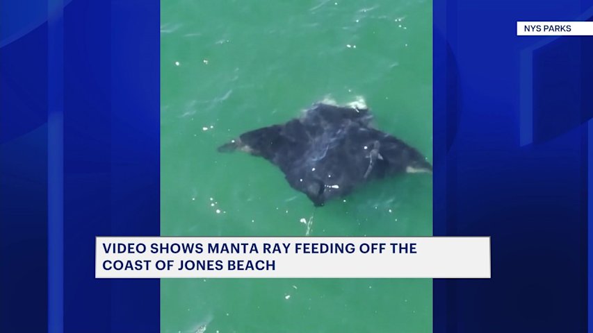 Video thumbnail for Manta Ray spotted at Jones Beach