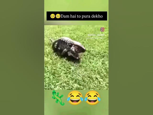 Video thumbnail for 🦎😂😂 #viral #comedyvideos #comedy