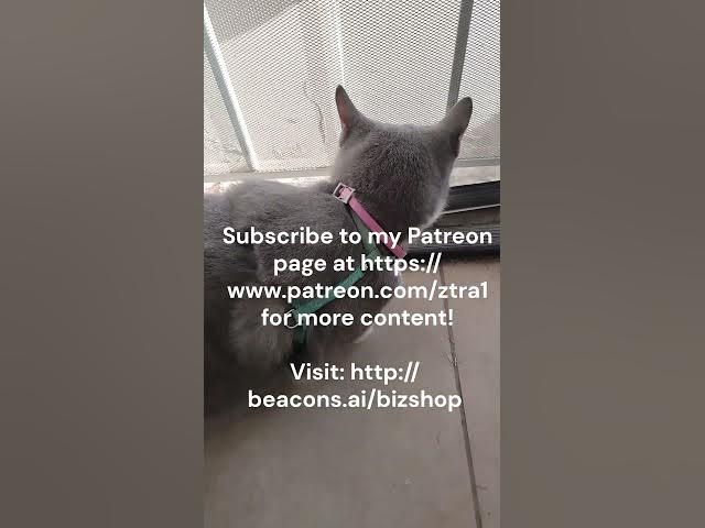 Video thumbnail for Cat, Grass and Sunny Day real Video