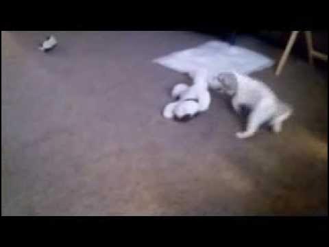 Video thumbnail for cocker spaniel puppy