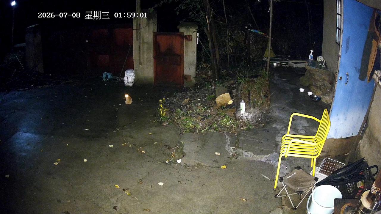 Video thumbnail for China: Chinese dog protects injured kitten from attacking stray cat.